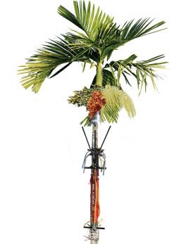 Arecanut Tree Climber